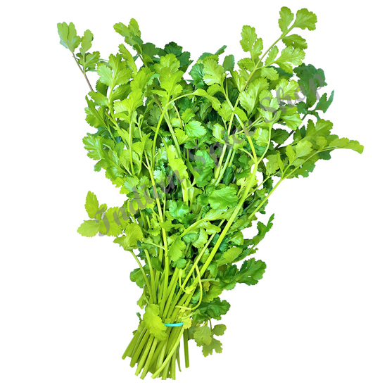 Coriander (Dhaniya) Leaves