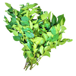 Curry Leaves Pack of 1