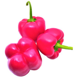 Red Capsicum single