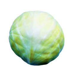 White Cabbage single