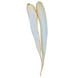 White Radish single